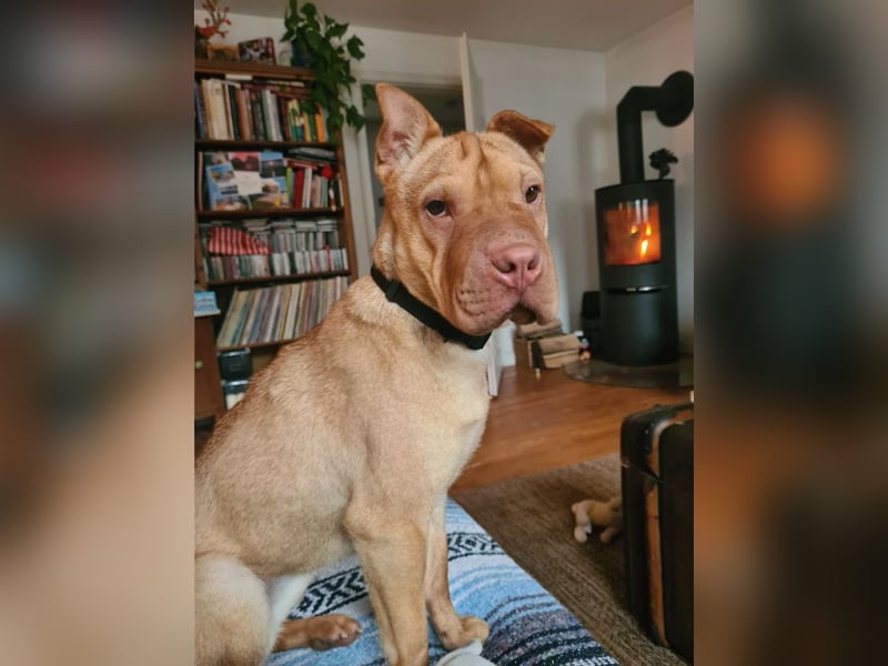 Bonnie, niedliches Hundemädel, ca. 6 Monate, ca. 41 cm, ca. 9 kg *in 69118 Heidelberg*