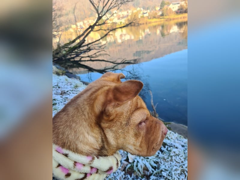 Bonnie, niedliches Hundemädel, ca. 6 Monate, ca. 41 cm, ca. 9 kg *in 69118 Heidelberg*