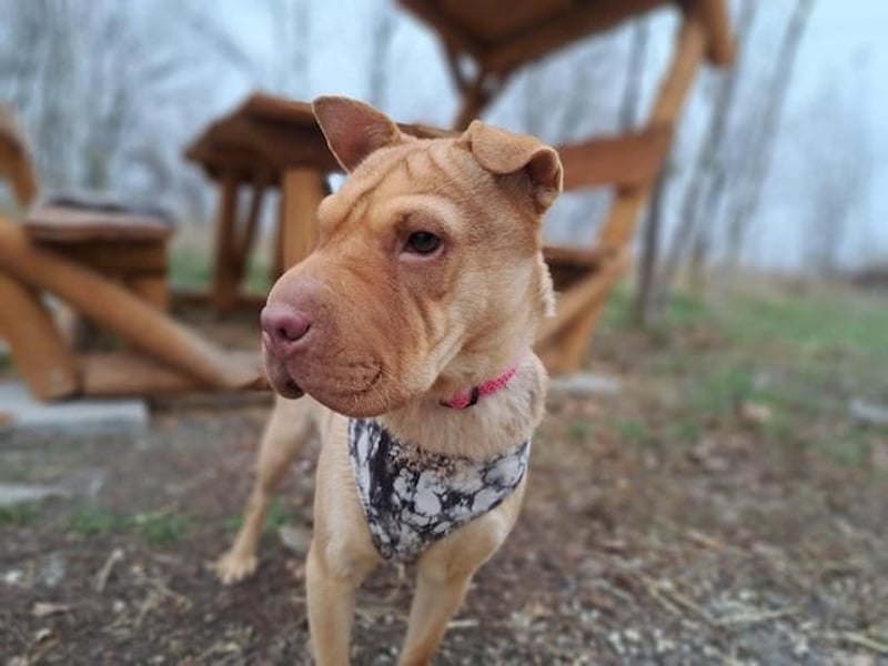 Bonnie, niedliches Hundemädel, ca. 6 Monate, ca. 40 cm, ca. 9 kg