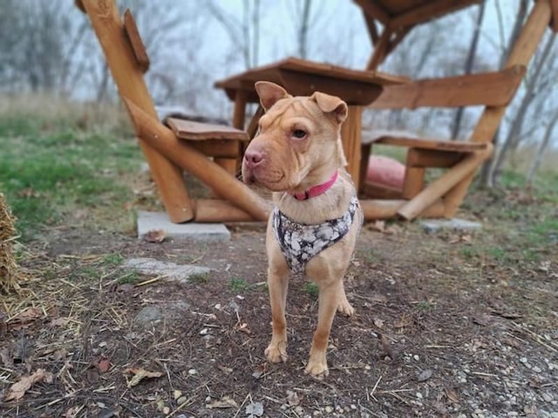 Bonnie, niedliches Hundemädel, ca. 6 Monate, ca. 40 cm, ca. 9 kg