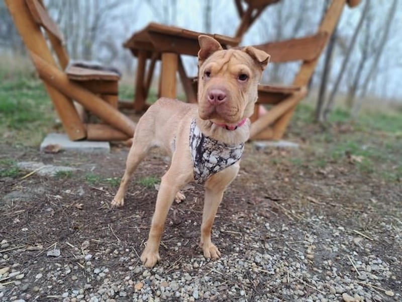 Bonnie, niedliches Hundemädel, ca. 6 Monate, ca. 40 cm, ca. 9 kg