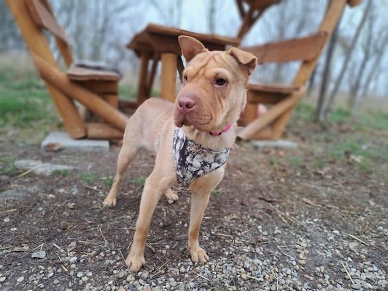 Bonnie, niedliches Hundemädel, ca. 6 Monate, ca. 40 cm, ca. 9 kg