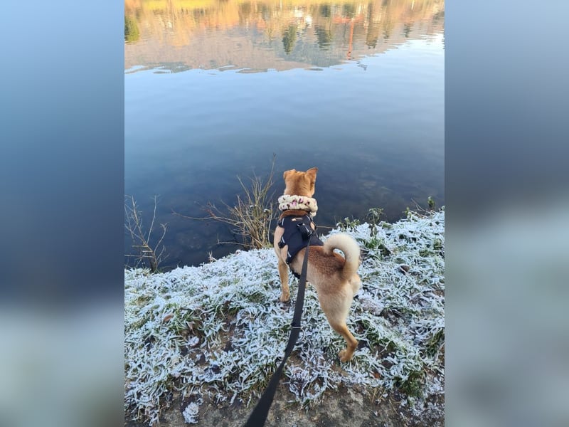 Bonnie, niedliches Hundemädel, ca. 6 Monate, ca. 41 cm, ca. 9 kg *in 69118 Heidelberg*