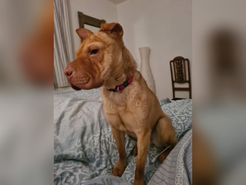 Bonnie, niedliches Hundemädel, ca. 6 Monate, ca. 41 cm, ca. 9 kg *in 69118 Heidelberg*