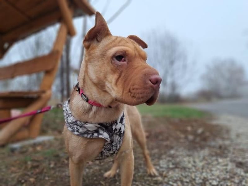 Bonnie, niedliches Hundemädel, ca. 6 Monate, ca. 40 cm, ca. 9 kg