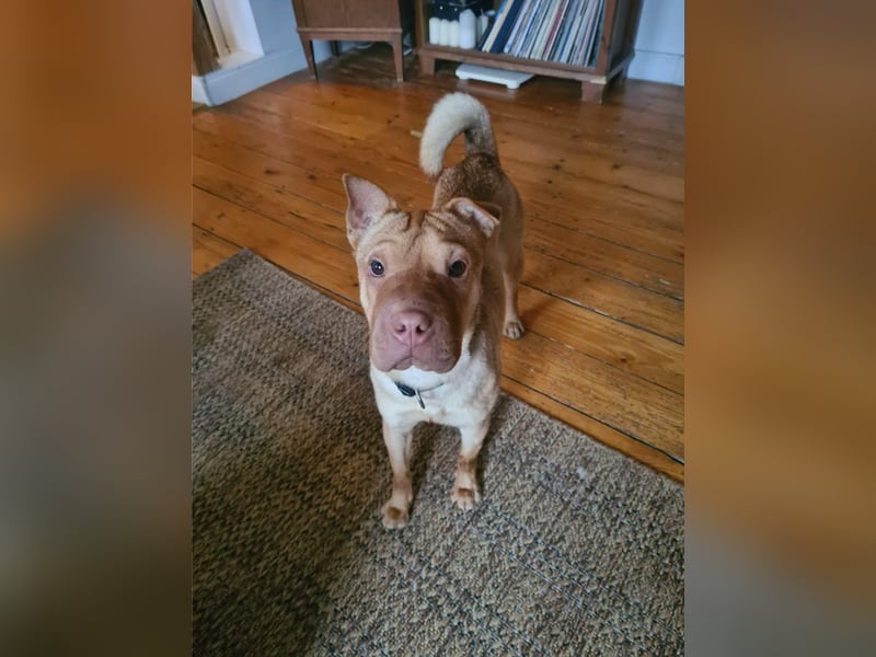 Bonnie, niedliches Hundemädel, ca. 6 Monate, ca. 41 cm, ca. 9 kg *in 69118 Heidelberg*