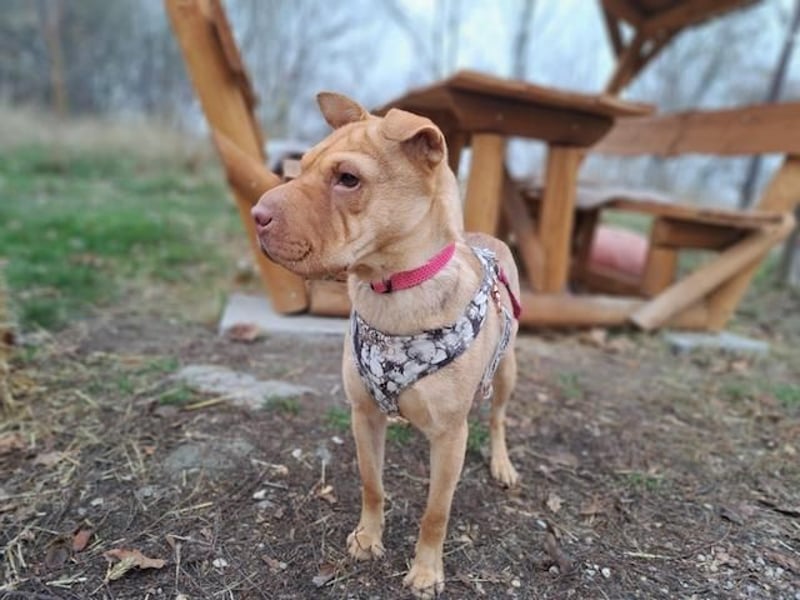 Bonnie, niedliches Hundemädel, ca. 6 Monate, ca. 40 cm, ca. 9 kg