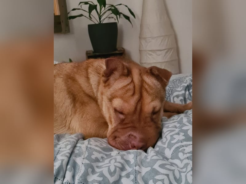 Bonnie, niedliches Hundemädel, ca. 6 Monate, ca. 41 cm, ca. 9 kg *in 69118 Heidelberg*