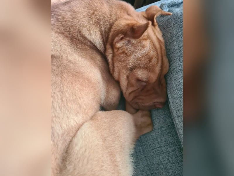 Bonnie, niedliches Hundemädel, ca. 6 Monate, ca. 41 cm, ca. 9 kg *in 69118 Heidelberg*