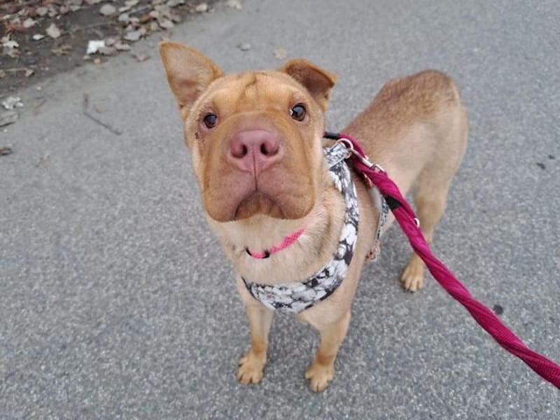 Bonnie, niedliches Hundemädel, ca. 6 Monate, ca. 40 cm, ca. 9 kg