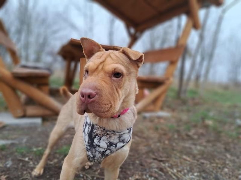 Bonnie, niedliches Hundemädel, ca. 6 Monate, ca. 40 cm, ca. 9 kg