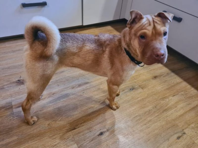 Bonnie, niedliches Hundemädel, ca. 6 Monate, ca. 41 cm, ca. 9 kg *in 69118 Heidelberg*