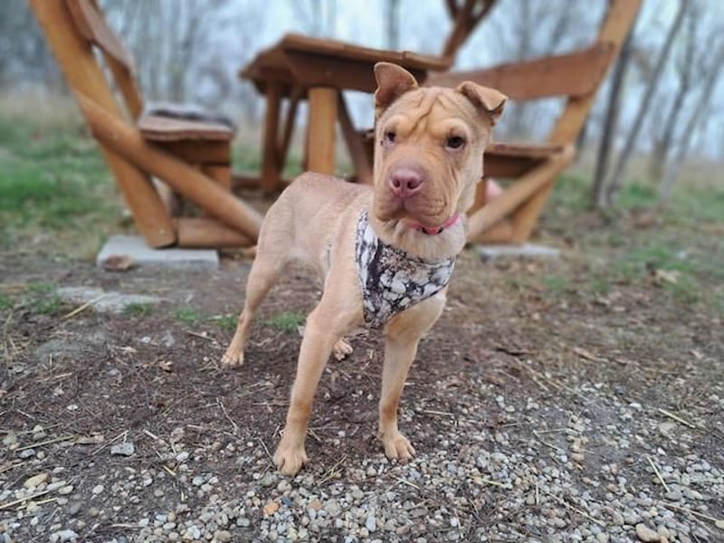 Bonnie, niedliches Hundemädel, ca. 6 Monate, ca. 40 cm, ca. 9 kg