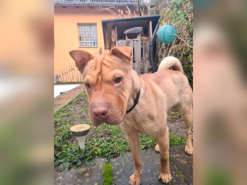 Bonnie, niedliches Hundemädel, ca. 6 Monate, ca. 41 cm, ca. 9 kg *in 69118 Heidelberg*