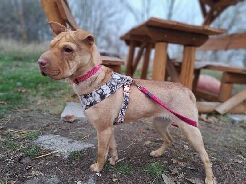 Bonnie, niedliches Hundemädel, ca. 6 Monate, ca. 40 cm, ca. 9 kg