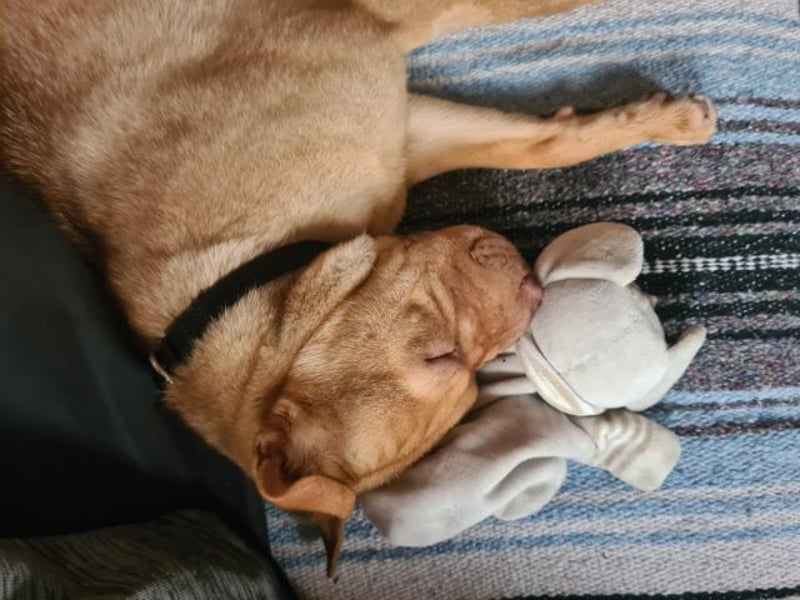 Bonnie, niedliches Hundemädel, ca. 6 Monate, ca. 41 cm, ca. 9 kg *in 69118 Heidelberg*