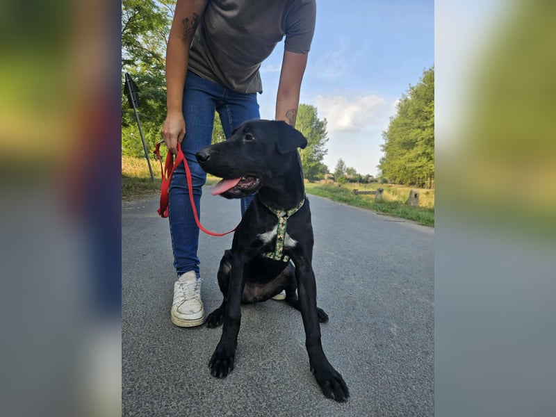 Gib Franciska ein Zuhause und sie schenkt dir ihr Herz.