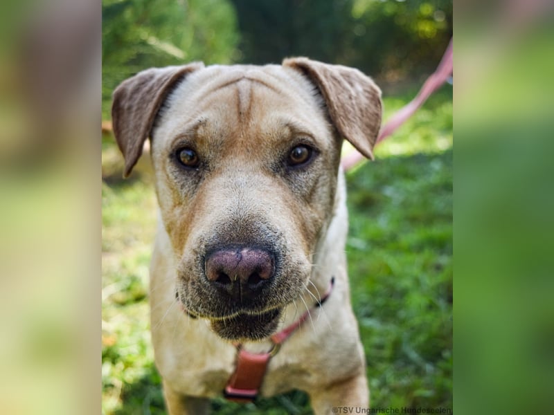 Eliza – sanfte Shar-Pei-Mix-Dame sucht ihr Für-immer-Zuhause