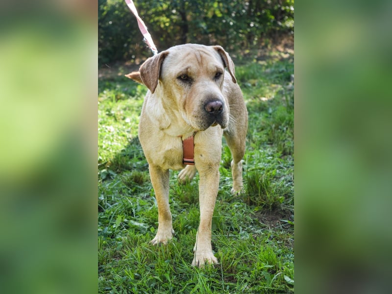 Eliza – sanfte Shar-Pei-Mix-Dame sucht ihr Für-immer-Zuhause