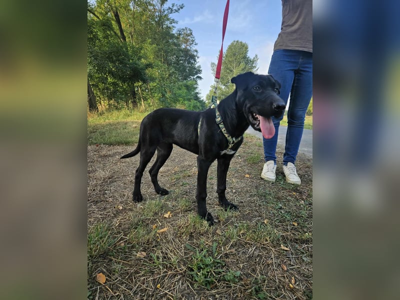 Gib Franciska ein Zuhause und sie schenkt dir ihr Herz.