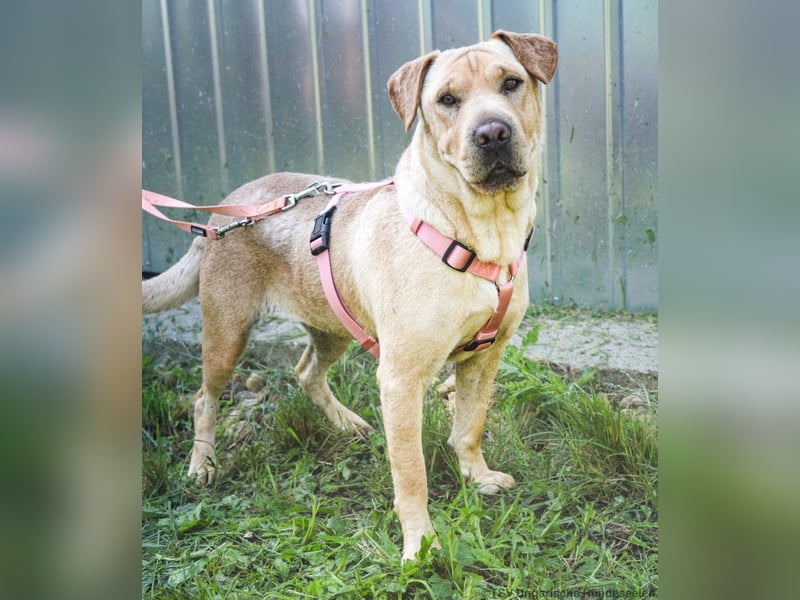 Eliza – sanfte Shar-Pei-Mix-Dame sucht ihr Für-immer-Zuhause