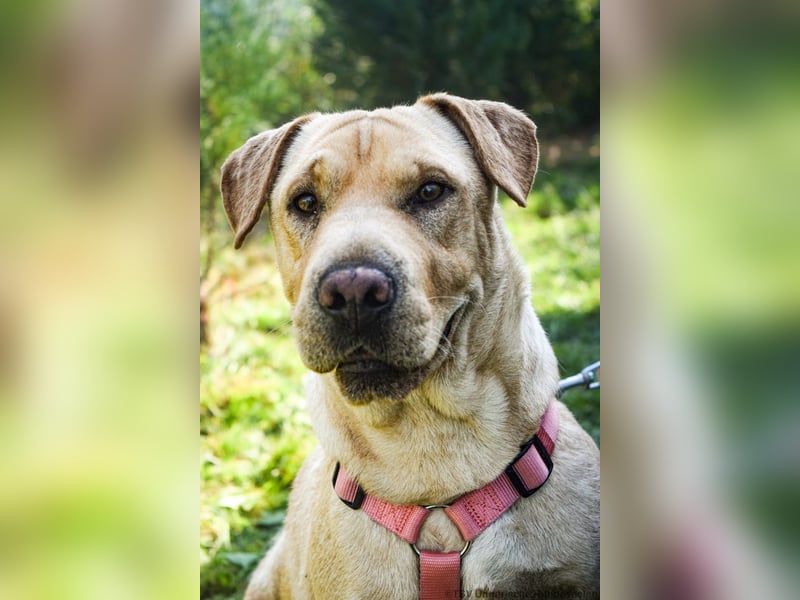 Eliza – sanfte Shar-Pei-Mix-Dame sucht ihr Für-immer-Zuhause