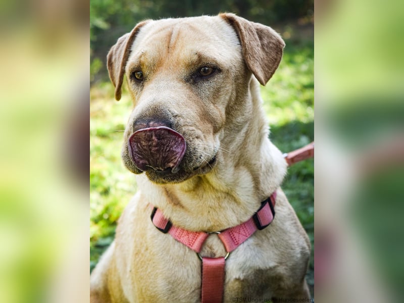 Eliza – sanfte Shar-Pei-Mix-Dame sucht ihr Für-immer-Zuhause