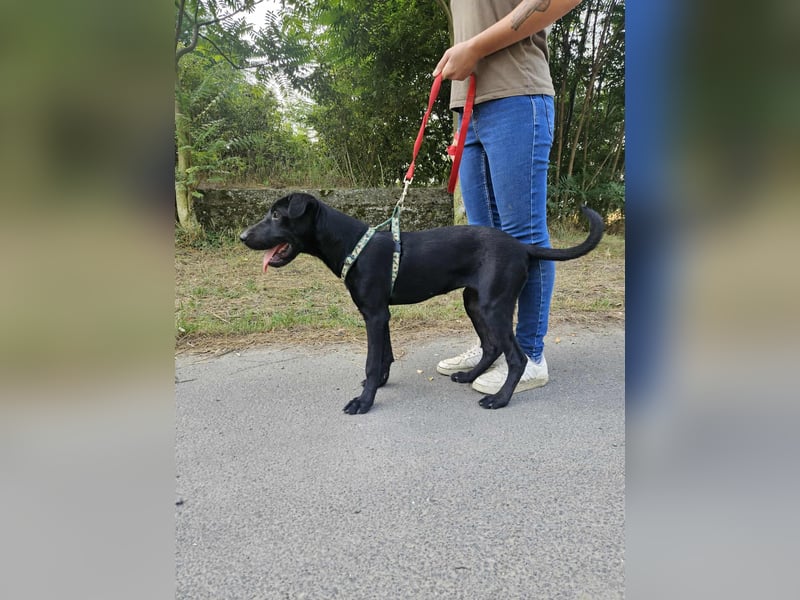 Gib Franciska ein Zuhause und sie schenkt dir ihr Herz.