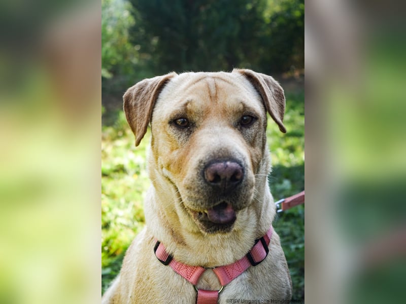 Eliza – sanfte Shar-Pei-Mix-Dame sucht ihr Für-immer-Zuhause