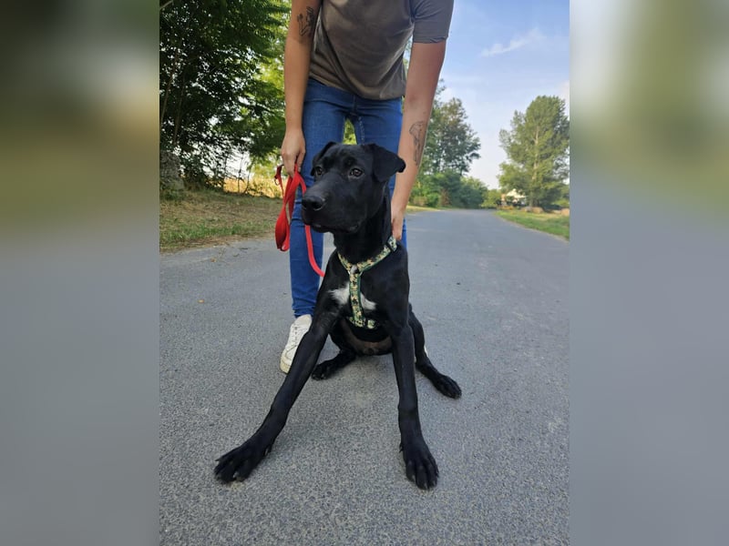 Gib Franciska ein Zuhause und sie schenkt dir ihr Herz.