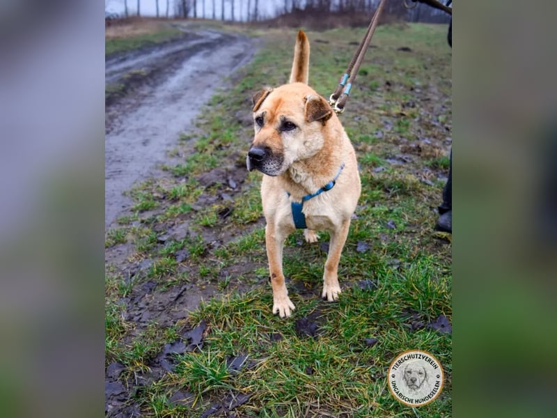 Darcy – verschmuste Seele möchte endlich ihre Menschen finden