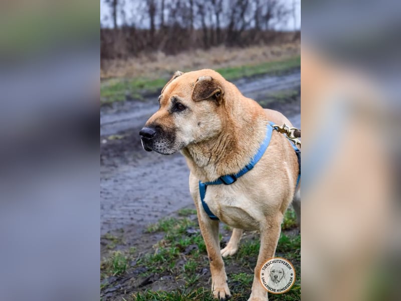 Darcy – verschmuste Seele möchte endlich ihre Menschen finden