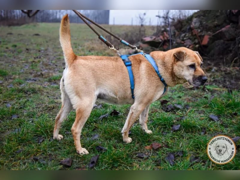 Darcy – verschmuste Seele möchte endlich ihre Menschen finden