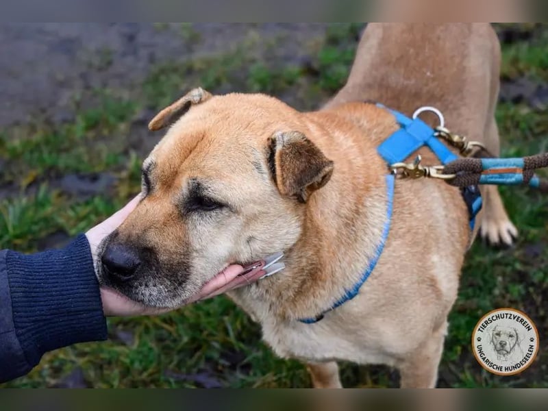 Darcy – verschmuste Seele möchte endlich ihre Menschen finden