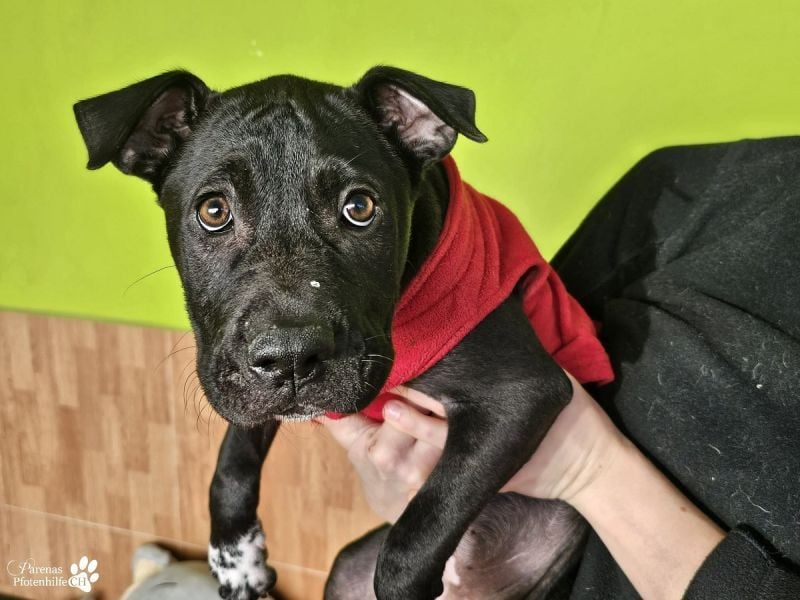 Klara ist eine junge Shar-Pei Mischlingshündin