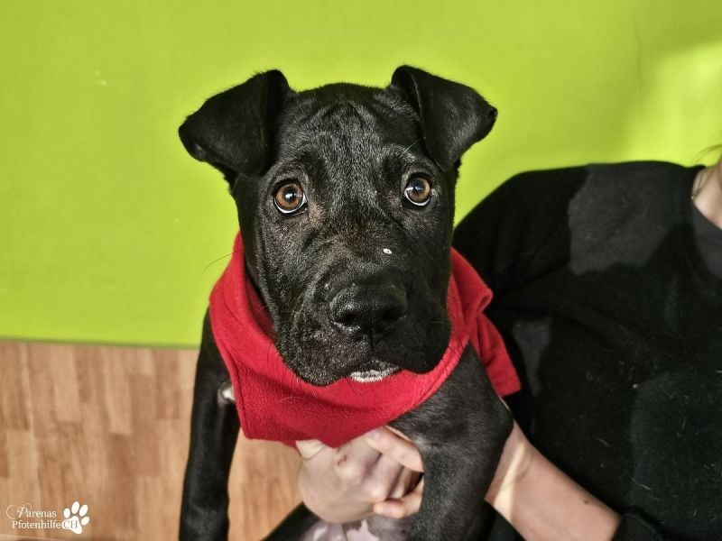 Klara ist eine junge Shar-Pei Mischlingshündin