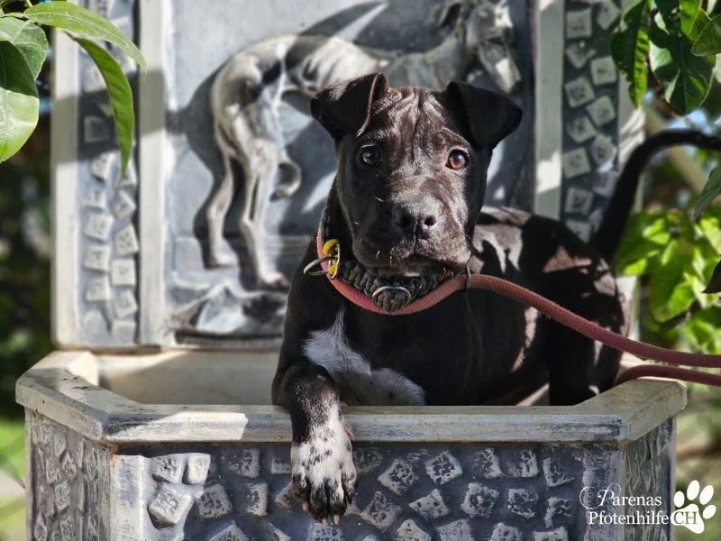 Klara ist eine junge Shar-Pei Mischlingshündin