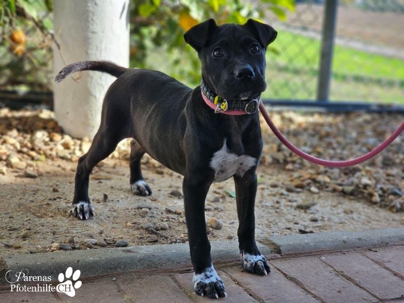 Klara ist eine junge Shar-Pei Mischlingshündin