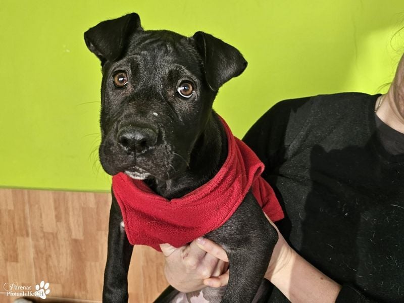 Klara ist eine junge Shar-Pei Mischlingshündin