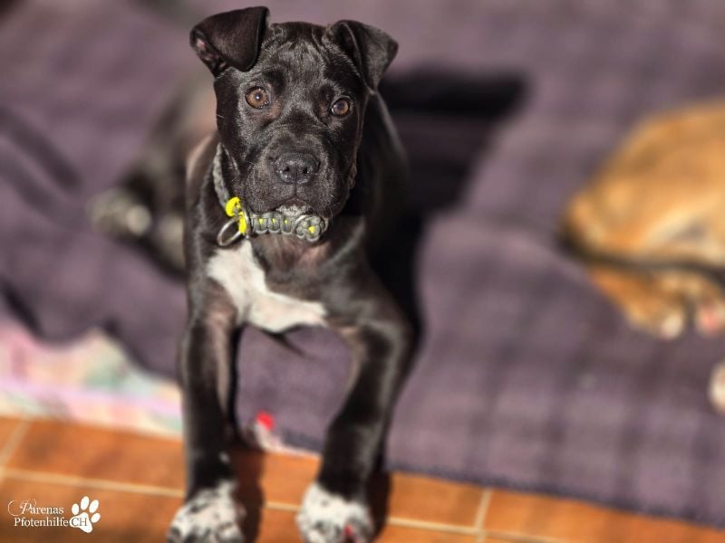 Klara ist eine junge Shar-Pei Mischlingshündin