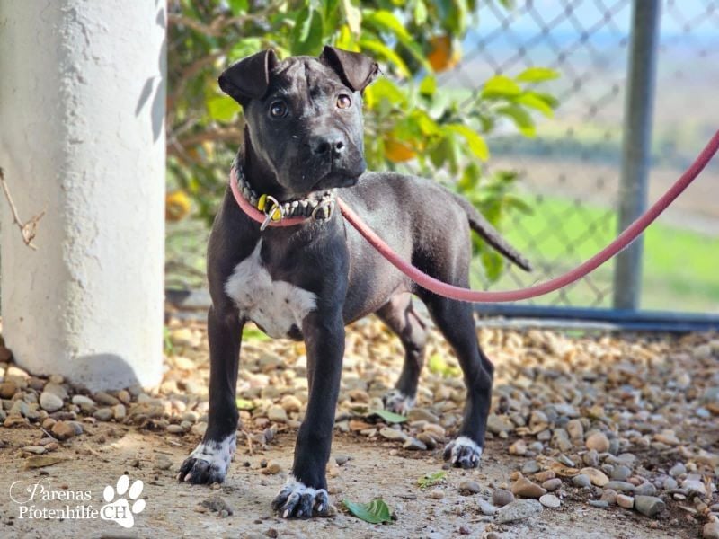 Klara ist eine junge Shar-Pei Mischlingshündin