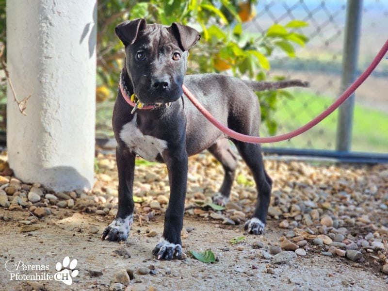 Klara ist eine junge Shar-Pei Mischlingshündin