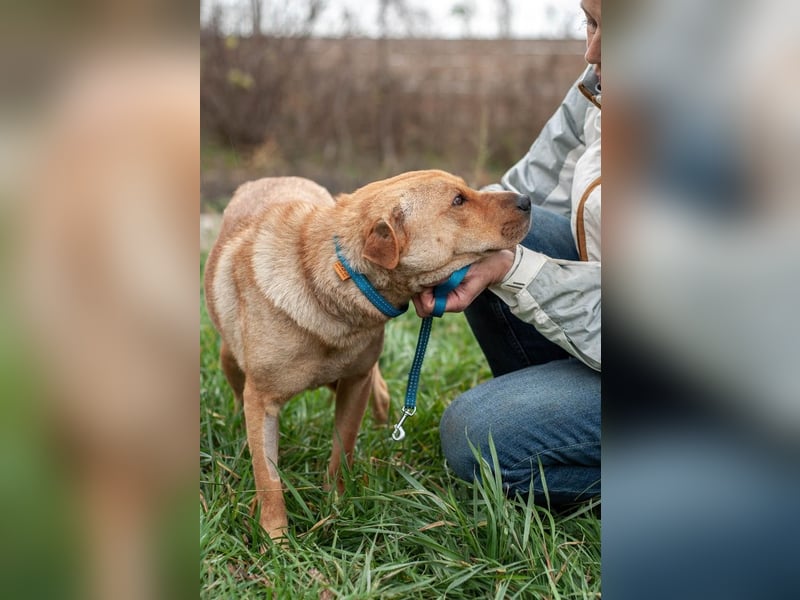 Wundervolle Shar Pei-Mix Dame Daly (Ukraine)