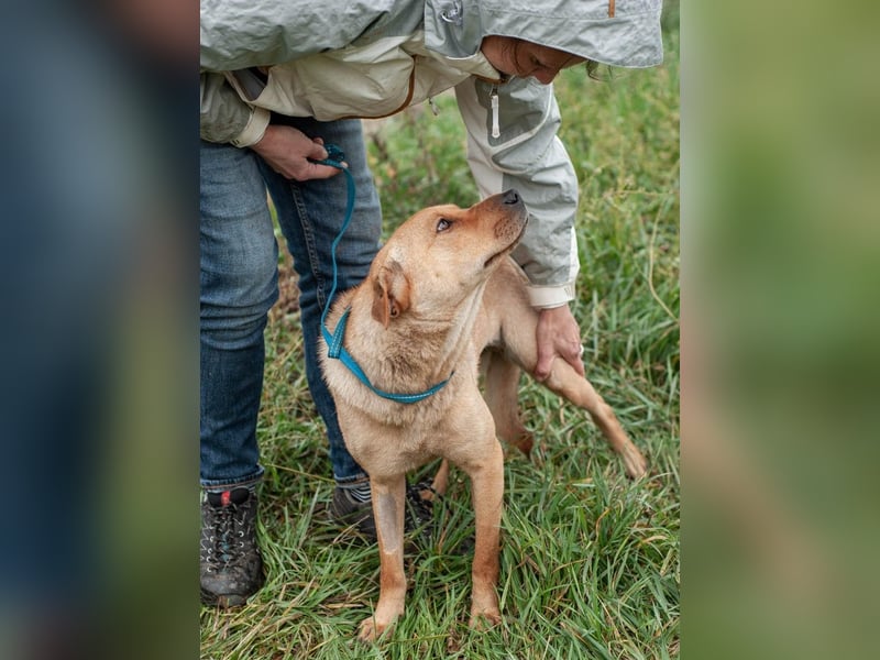 Wundervolle Shar Pei-Mix Dame Daly (Ukraine)
