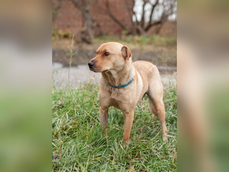 Wundervolle Shar Pei-Mix Dame Daly (Ukraine)