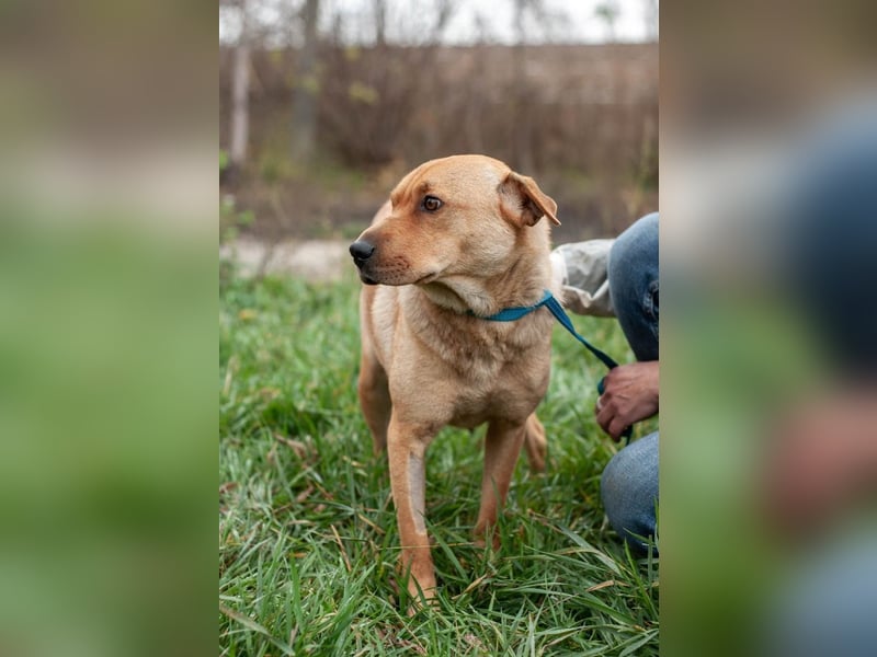 Wundervolle Shar Pei-Mix Dame Daly (Ukraine)