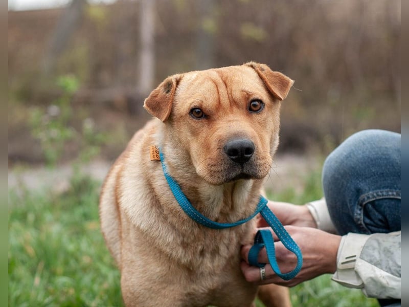 Wundervolle Shar Pei-Mix Dame Daly (Ukraine)