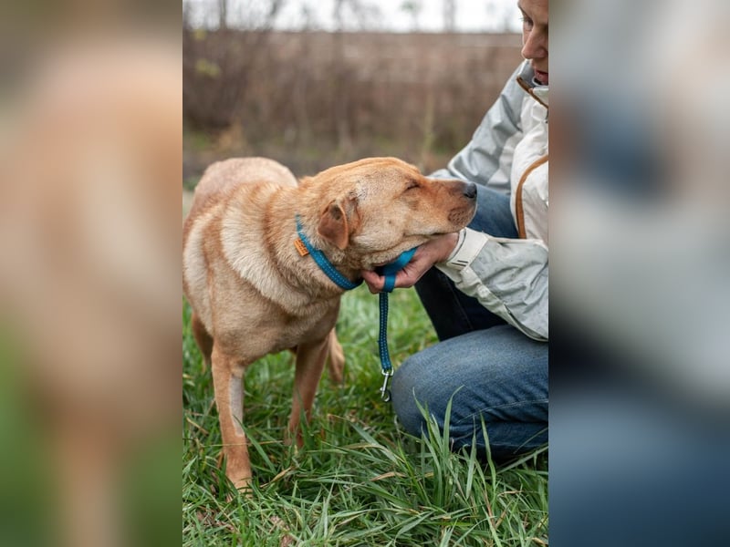 Wundervolle Shar Pei-Mix Dame Daly (Ukraine)
