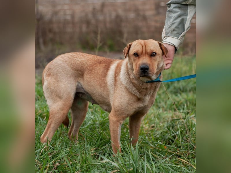 Wundervolle Shar Pei-Mix Dame Daly (Ukraine)