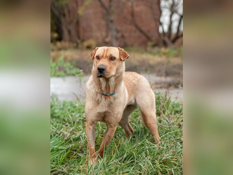 Wundervolle Shar Pei-Mix Dame Daly (Ukraine)